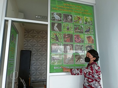 DAFTAR HEWAN DILINDUNGI: Santi, saat menunjukkan gambar hewan trenggiling di Kantor BKSDA Tarakan, Jumat (24/12). FOTO: YEDIDAH PAKONDO/RADAR TARAKAN