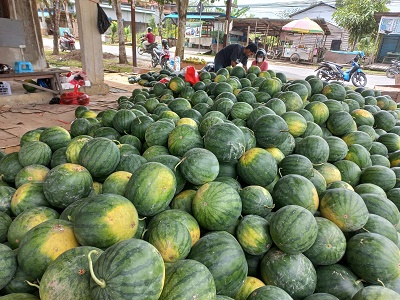 KALAH SAING: Banjir buah musiman membuat harga semangka lokal Bulungan turun drastis hingga Rp 5 ribu per kg./PIJAI PASARIJA/RADAR TARAKAN