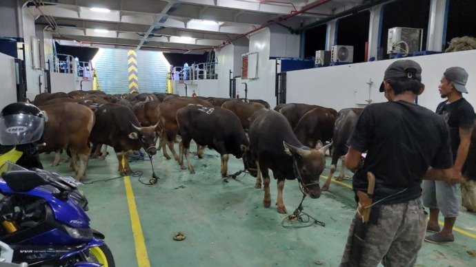 PATUHI ATURAN: Pasokan ternak ke Kaltara untuk kebutuhan kurban dipastikan aman dari PMK karena dilakukan sesuai prosedur.