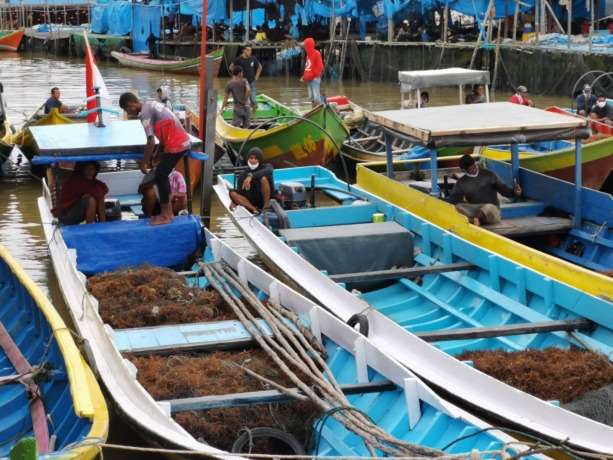 KOMODITAS UTAMA: Salah satu armada pelayaran akan memuat rumpuat laut kering di Pelabuhan Tunon Taka Nunukan, pekan lalu. Nunukan menjadi sentra produksi rumput laut terbesar di Kalimantan Utara dengan produksi hingga 4 ribu ton kering sehari. FOTO: RIKO