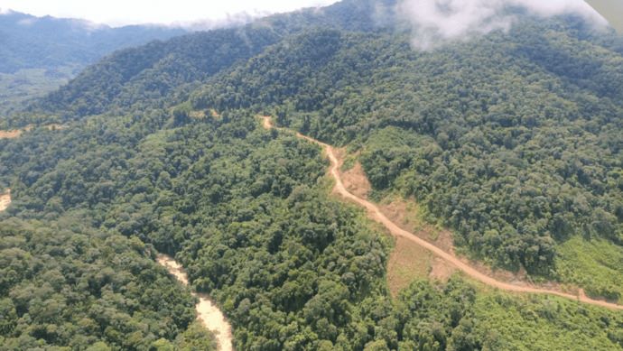 Sejumlah kawasan hutan di Kaltara terdeteksi terdapat perkebunan sawit.
