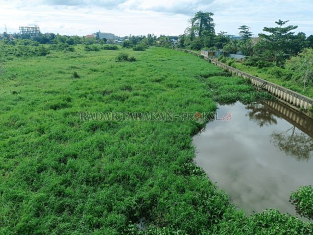 Rumput dan tumbuhan air menutupi sungai Selor.