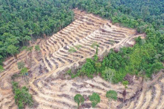 HUTAN DIBABAT: Penampakan hutan di wilayah Sebatik Barat yang disebut telah ditebang oleh sebagian pemilik lahan tersebut. FOTO: DOK UPTD KPH NUNUKAN