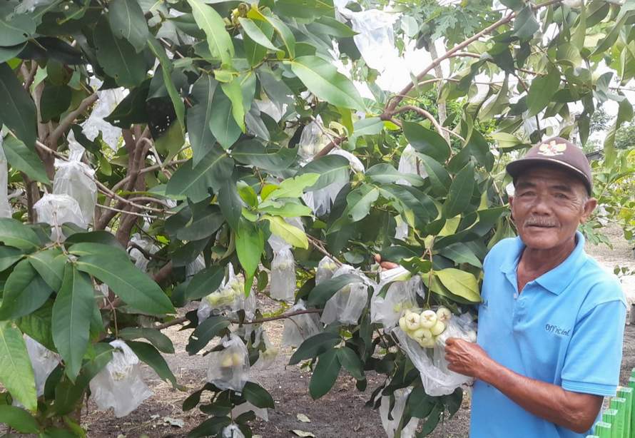 KEBUN BUAH: Slamet Riyadi menunjukan buah yang ada di kebun wisata Cipta Rasa Kelurahan Kereng Bangkirai.