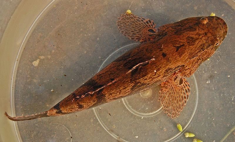 Ikan bakut atau betutu, bisa dikembangkan untuk ekspor.