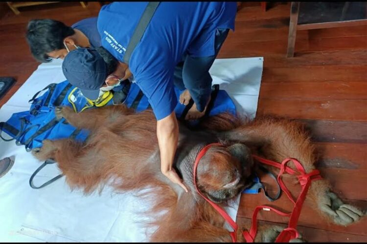 Tim BKSDA SKW II Pangkalan Bun bersama OFI saat melakukan pemeriksaan kesehatan seekor orang utan yang baru diselamatkan. Kamis (13/10/2022) (ANTARA/HO-BKSDA SKW II Pangkalan Bun )