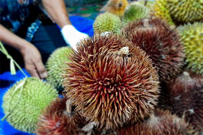 Buah Lahung khas dari Kalteng yang mulai langka ditemukan di pasaran. (FOTO:MARINI/PROKALTENG.CO)