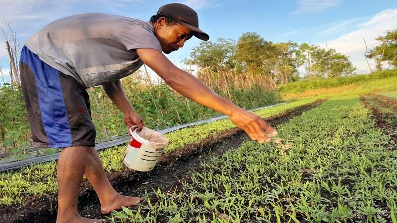 Petani di Kelurahan Kalampangan Kota Palangkaraya, menaburkan pupuk untuk tanaman kangkung, Selasa (13/6/2023)(FOTO:MARINI/PROKALTENG.CO)