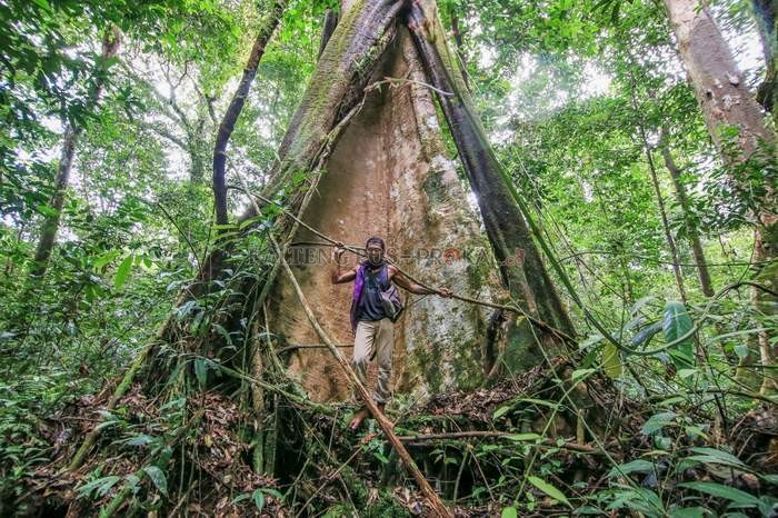 Pohon ulin berusia ratusan tahun yang ada di hutan Tabalien.