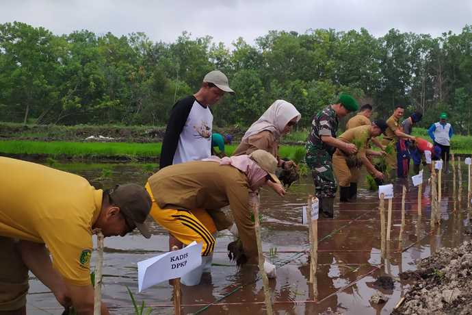 Pj Wali Kota Palangkaraya, Hera Nugrahayu bersama OPD lainnya melakukan penanaman padi Serindit, Senin (9/10). (HANA/PROKALTENG.CO)