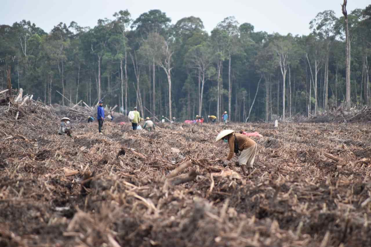 Proyek lumbung pangan atau food estate singkong di Kabupaten Gunung Mas (Gumas) menjadi sorotan banyak kalangan. Ratusan hektare (ha) lahan yang rencananya akan ditanami singkong tersebut hampir pasti di ambang kegagalan. Kondisi tanah yang berpasir membu