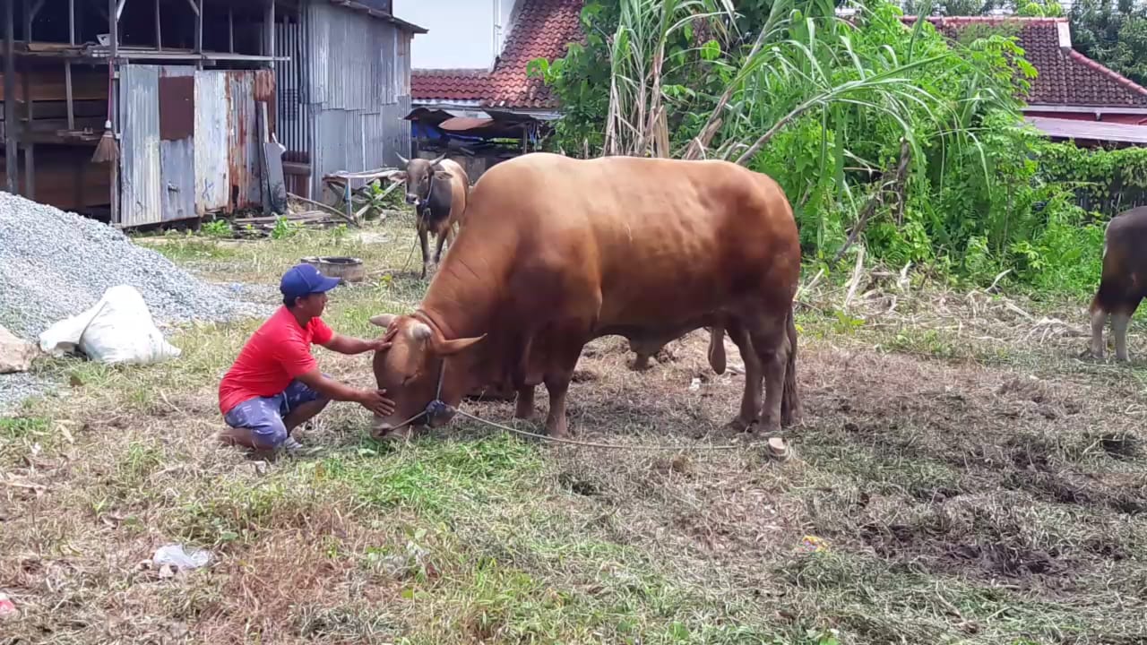 Sapi