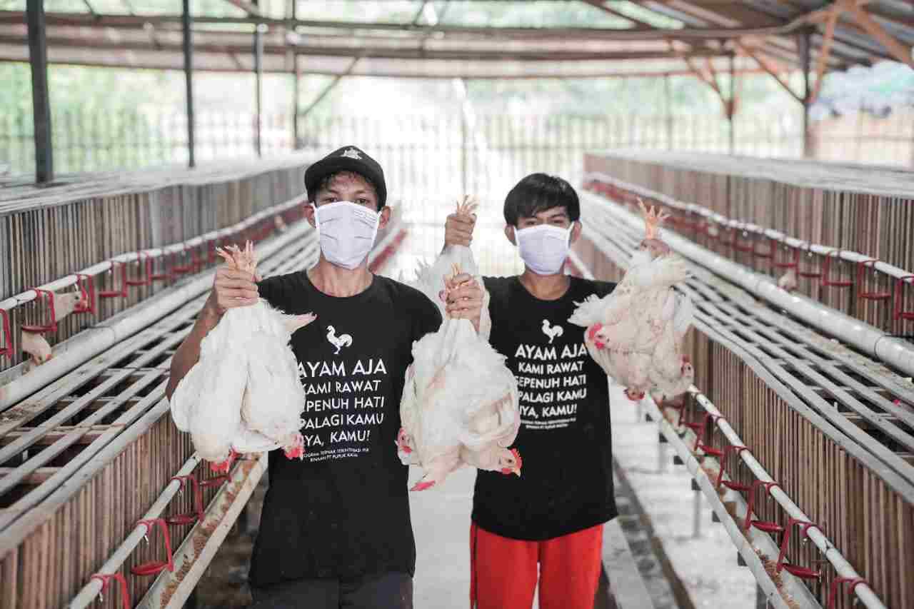 Pupuk Kaltim gagas Program Pemberdayaan Pemuda Loktuan melalui Ternak Integrasi, Kecamatan Bontang Utara. Usaha ternak ayam ini berjalan sejak akhir 2019 dan memiliki produk utama berupa ayam potong pejantan premium.