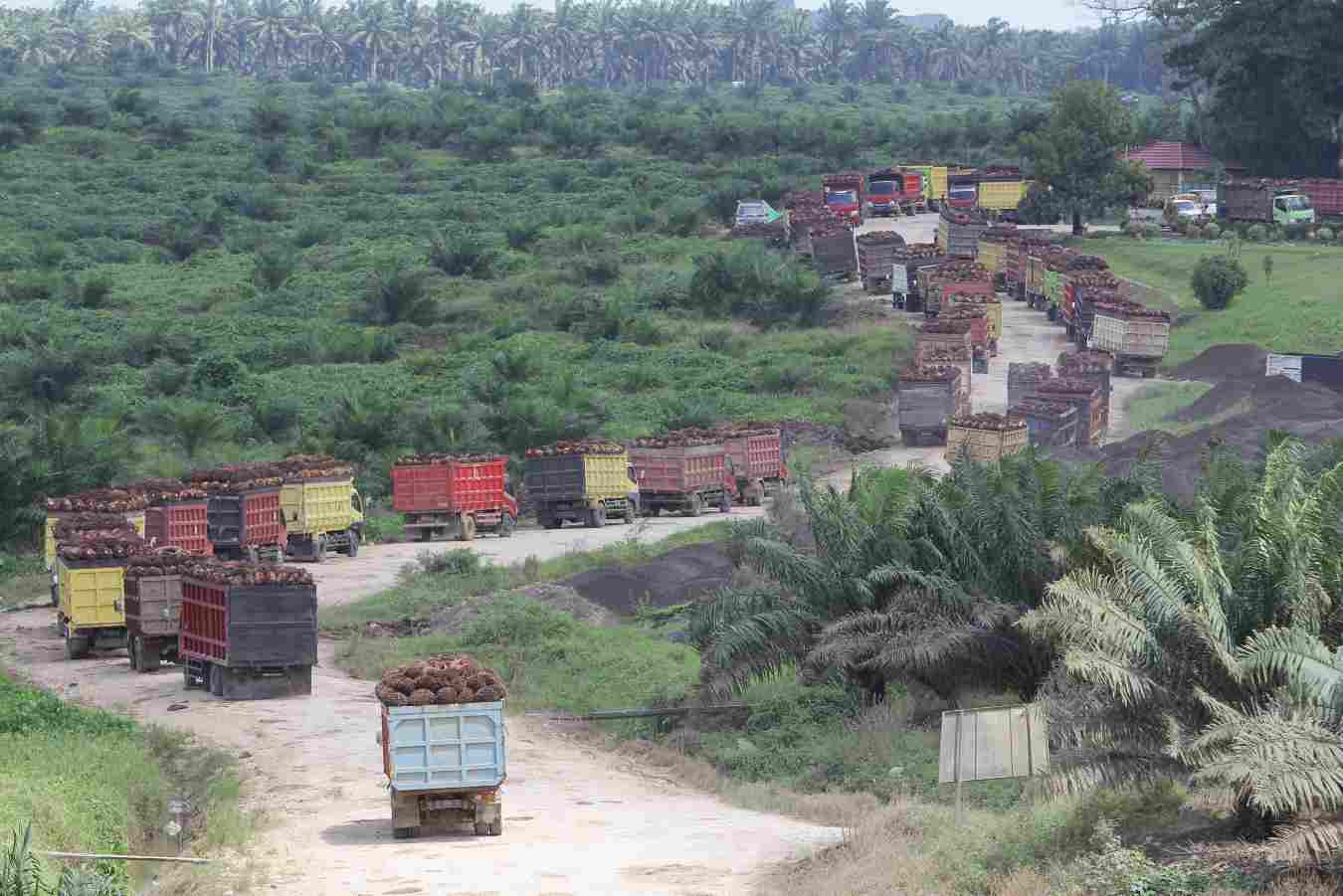 WAKTUNYA HADIRKAN INDUSTRI HILIR: Dengan luas perkebunan mencapai 1,10 juta hektare, saat ini Kaltim mampu memproduksi buah kelapa sawit sebanyak 13,16 juta ton.