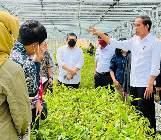 Presiden Jokowi meninjau Persemaian Mentawir di Kabupaten Penajam Paser Utara, Rabu (22/6).