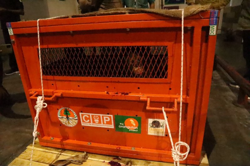 Astuti (di dalam kandang), bayi orangutan berusia dua tahun ini akhirnya dapat kembali ke Kalimantan. Petugas berhasil menggagalkan upaya penyelundupan Astuti ke Filipina 30 Mei lalu di Gorontalo. Selanjutnya, dia akan dibawa menuju pusat rehabilitasi Cen
