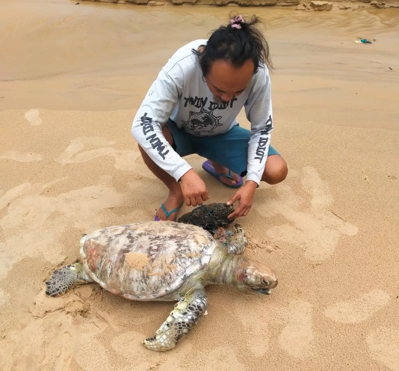Bangkai seekor penyu hijau ditemukan di Pantai Benua Patra, Balikpapan pada Selasa (16/5) pagi. Penyu ditemukan dalam kondisi sirip depan bagian kiri terlilit tali yang diberi pemberat batu. (Foto : Dokumentasi Kushardiyanto Priyoredjo)