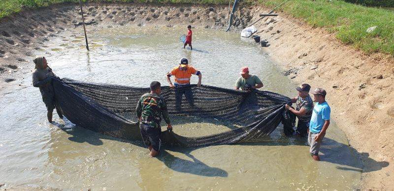 Suasana panen ikan nila bersama Gapoktan Cipta Karya dan persiapan panen cabai bersama Kelompok Tani Rimba Raya.