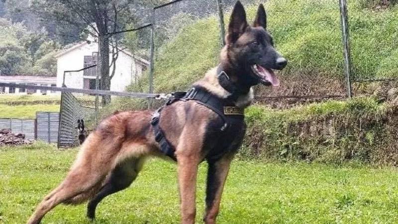Wilson, anjing yang turut membantu menyelamatkan 4 anak yang terjebak di hutan Amazon, masih hilang. (National Army of Colombia/Twitter)