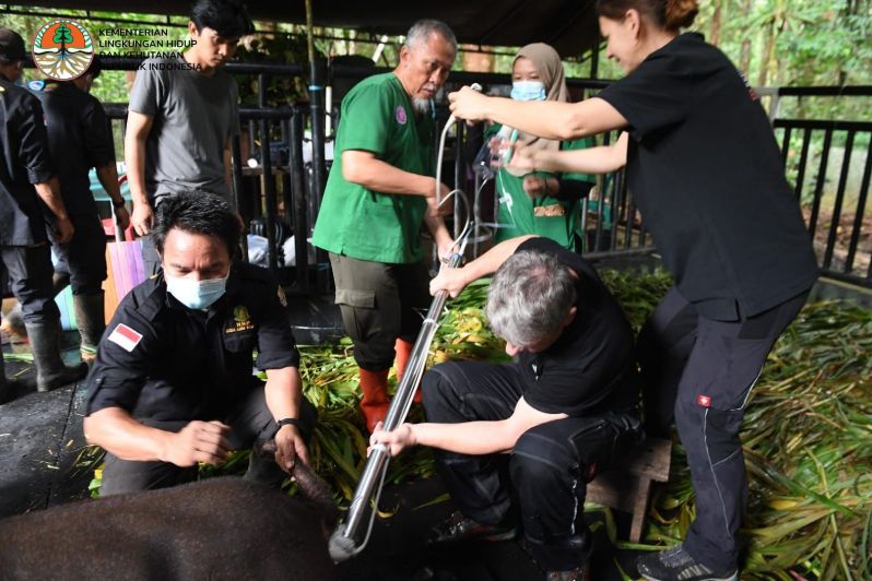Tim dari Balai Konservasi Sumber Daya Alam (BKSDA) Kalimantan Timur Kementerian Lingkungan Hidup dan Kehutanan (KLHK) mengambil sel telur “Pahu”.    (Foto : Dokumentasi BKSDA Kaltim untuk Prokal.co)