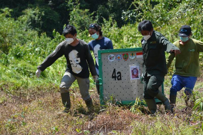Sebanyak 12 ekor orangutan yang sempat menjalani rehabilitasi di Yayasan BOS Nyaru Menteng, Kalteng dan Samboja, Kaltim dilepasliarkan ke habitatnya. (Foto : Yayasan BOS untuk Prokal.co)
