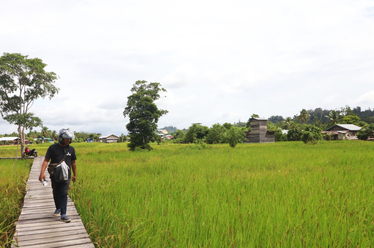 KAWASAN PERTANIAN: Salah satu lahan pertanian yang berada di lokasi pembangunan Kota Baru Mandiri.