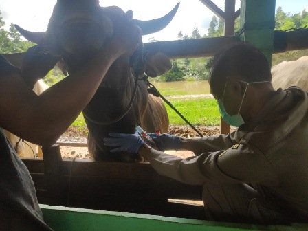 ANTISIPASI PENYAKIT: Balai Karantina Pertanian Tarakan gencar melakukan pemeriksaan terhadap hewan ternak sapi yang masuk ke Tarakan.