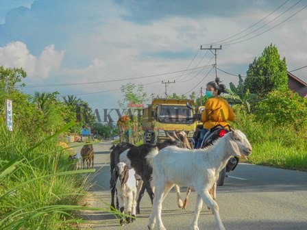 PEMBIARAN TERNAK DI JALAN RAYA: Banyaknya ternak berkeliaran di jalan raya dikeluhkan warga Jalan Padaelo, Tanjung Selor, Rabu (26/8). Selain menganggu pengendara, sering juga memakan tanaman warga sekitar.