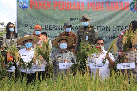 PANEN PADI: Pjs Gubernur Kaltara, Teguh Setyabudi saat melakukan panen padi sawah perdana Sei Apuk, Desa Ujang Patimah, Nunukan, Rabu (30/9).