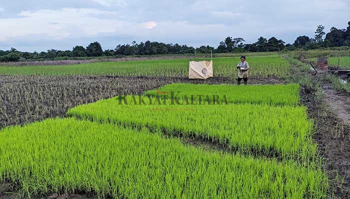 PERTANIAN: Sektor pertanian menjadi penghasil pangan lokal di Kaltara agar dapat dukungan dan perhatian.