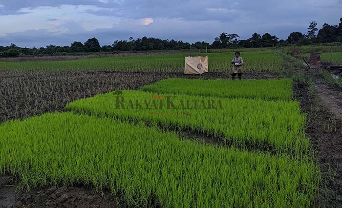 SEKTOR PERTANIAN: Nilai Tukar Petani di Kaltara mengalami peningkatan pada Februari ini.