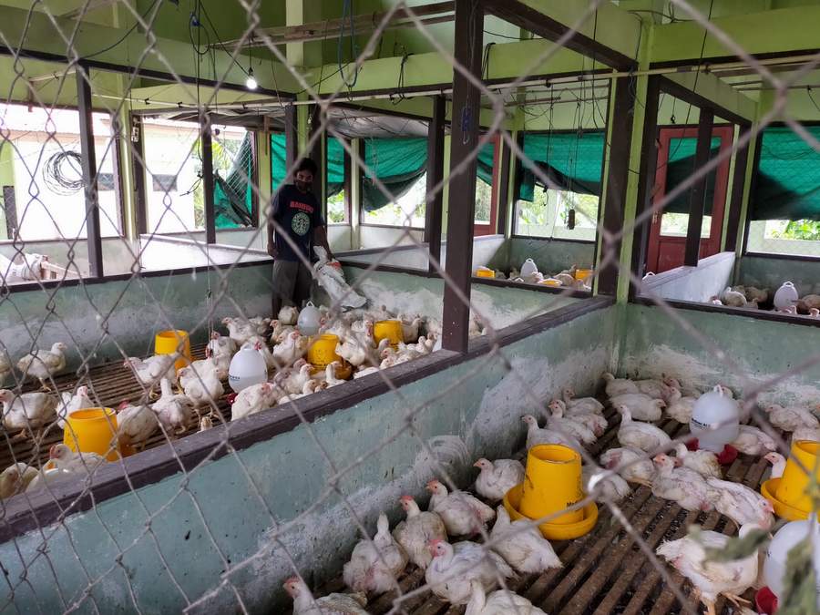 PICU KENAIKAN: Pakan ayam mengalami kenaikan yang bisa memengaruhi kenaikan harga ayam di pasar.