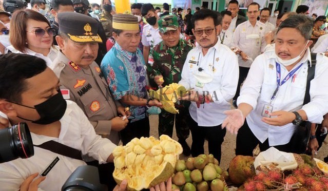 PERTANIAN UNGGUL: Mentan Syahrul Yasin Limpo bersama jajarannya mengunjungi Kaltara kemarin. Dalam kesempatan itu, Syahrul berkesempatan memanen indigofera, mengunjungi peternakan Bulungan Mandiri Farm, hingga mencicipi buah-buahan hasil perkebunan yang d