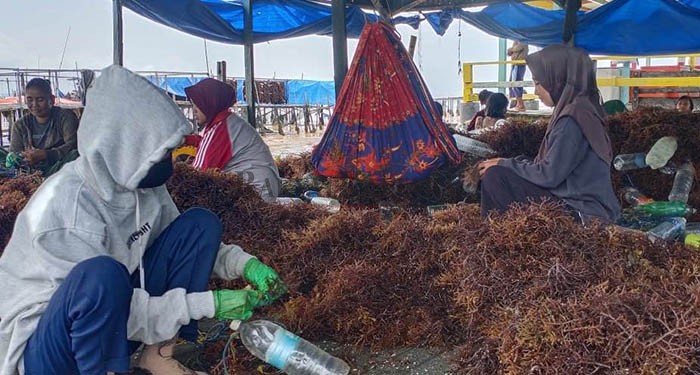 MENGANCAM PENDIDIKAN: Masih ditemukan anak usia sekolah yang menghabiskan waktu bekerja di lokasi panen rumput laut.