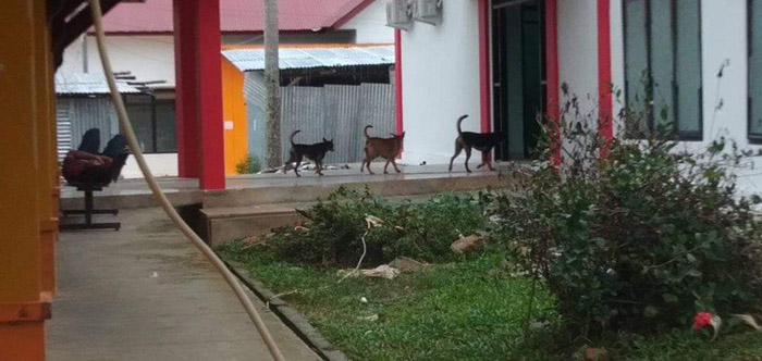 SANGAT MENGGANGGU: Sejumlah anjing yang bebas berkeliaran di RSUD Nunukan cukup mengganggu.