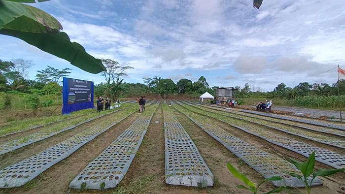BERBUAH HASIL: Panen demplot bawang merah yang dilakukan kelompok tani Flora dan Fauna Mandiri Panen bawang merah.