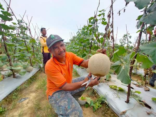 SIAP PANEN: Buah melon yang ditanam Kelompok Tani Flora dan Fauna Mandiri sudah siap panen.