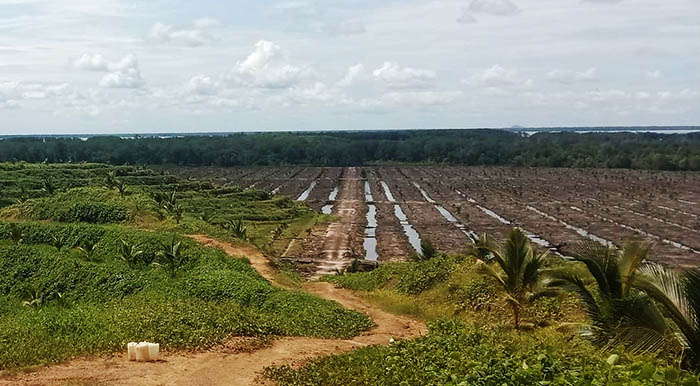 PEMBABATAN LAHAN: Luasan lahan tanaman bakau yang diduga telah dibabat oknum pengusaha di Nunukan dijadikan tanaman kelapa pandan.
