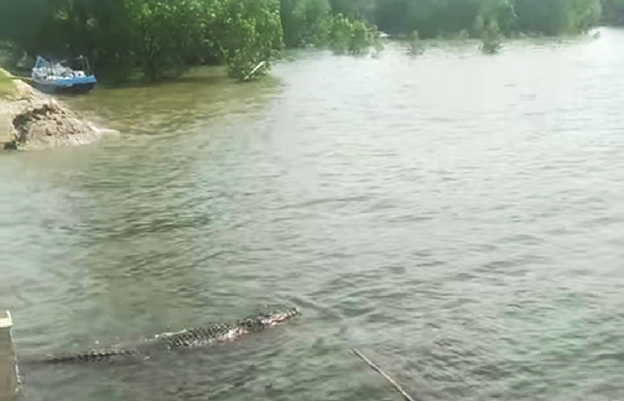 HARUS LEBIH WASPADA: Terlihat buaya dengan ukuran panjang sekitar 4 meter yang muncul di Pelabuhan Feri Sei Jepun Nunukan.