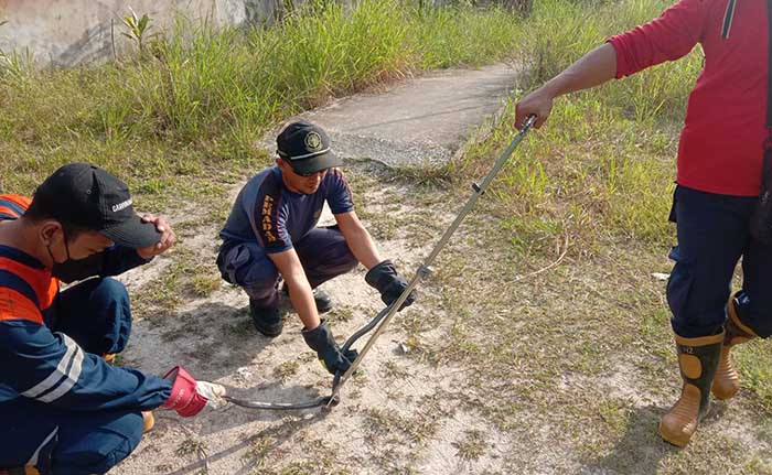 EVAKUASI HEWAN LIAR: Petugas PMK Tarakan mengevakuasi ular yang dapat membahayakan keselamatan masyarakat.