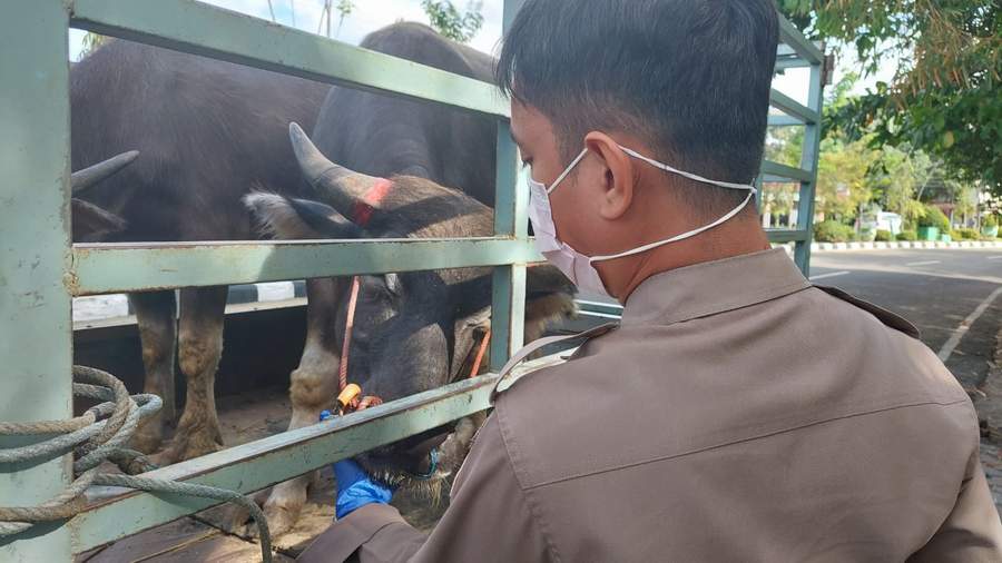 PENGAWASAN. Pejabat Balai Karantina Pertanian Tarakan saat melakukan pengawasan pada sapi di wilayah kerja Pelabuhan Malundung, Selasa (14/6).(SEPTIAN ASMADI/HRK)