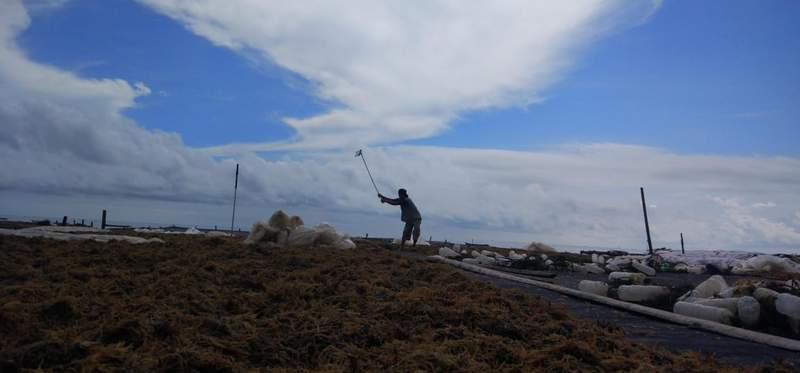 Petani rumput laut di Tarakan