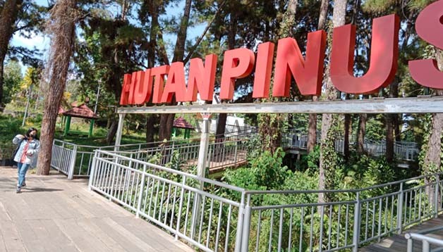 OBJEK WISATA: Hutan Pinus yang berada di KTT merupakan salah satu destinasi wisata yang patut dikunjungi.