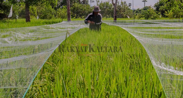 PENGEMBANGAN PERTANIAN: Pemprov Kaltara berupaya untuk menguatkan ketahanan pangan dengan mengembangkan pertanian padi.