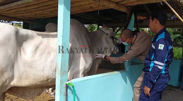 ANTISIPASI PMK: Tarakan menghentikan pengiriman sapi dari daerah dengan zona kuning hingga merah terhadap PMK.
