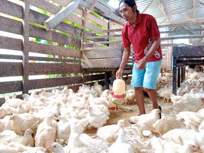 TERNAK AYAM: Harga daging ayam ditentukan dengan harga pakan yang didatangkan dari luar daerah.