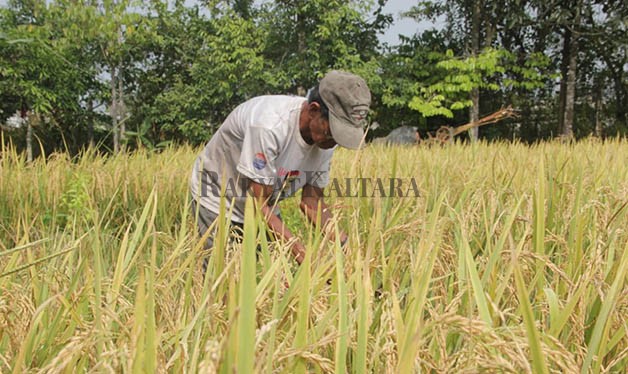 NOMINAL UPAH: Sejak November-Desember 2022 lalu tidak ada kenaikan ataupun penurunan yang signifikan terhadap upah buruh tani.