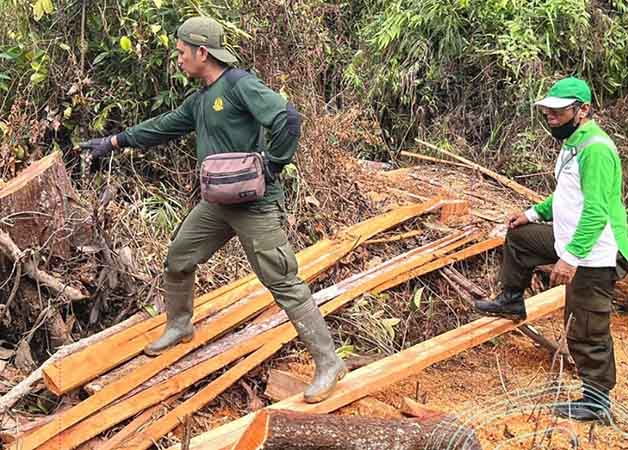 SITA BARANG BUKTI: Petugas KPH Kota Tarakan mengamankan barang bukti hasil penebangan kayu di kawasan hutan lindung.