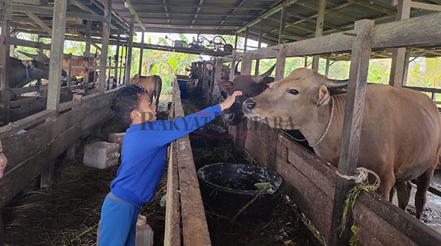 KEBUTUHAN DAGING: Permintaan hewan kurban diperkirakan meningkat jelang Iduladha mendatang.