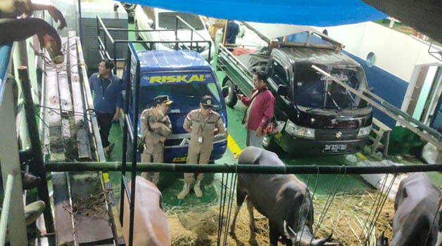 TAK MILIKI DOKUMEN: Sebanyak 44 ekor sapi tak memiliki dokumen diamankan tim gabungan di Pelabuhan Feri Juata Laut, Selasa (13/6).